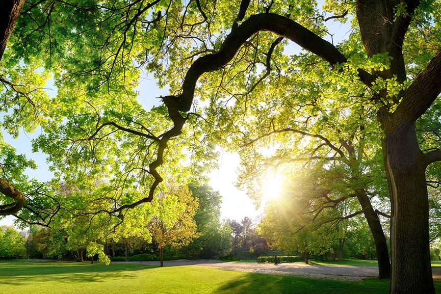 Tranquil panoramic scenery in a beautiful park
